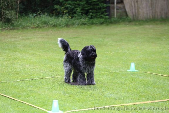 Schwarzer Hund steht auf einer grünen Wiese neben kleinen, grünen Pylonen.