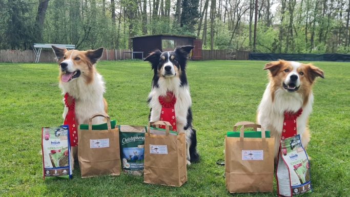 Drei Hunde sitzen im Gras mit Einkaufstüten neben sich.