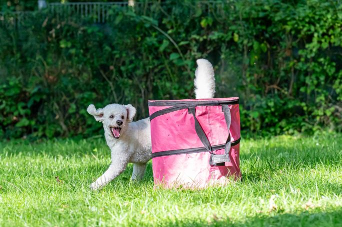 Ein fröhlicher Hund läuft um eine pinke Tonne auf einer grünen Wiese.