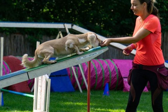 Eine Person gibt einem Hund auf einer Agility-Aussichtsplattform einen Befehl.