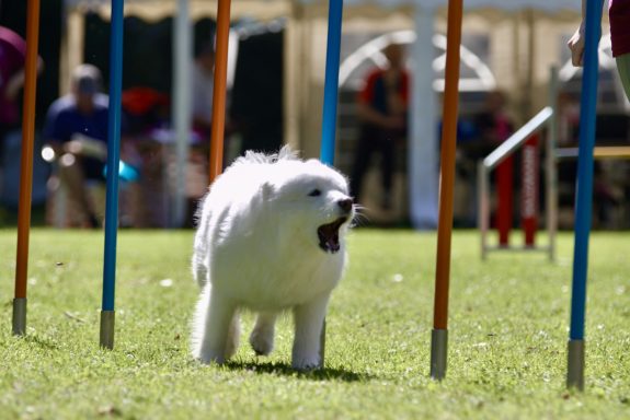 Ein weißer Hund läuft durch einen Slalom-Parcours im Freien.