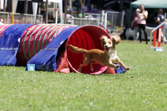 Ein Hund springt fröhlich aus einem Tunnel auf einem Agility-Parcours.