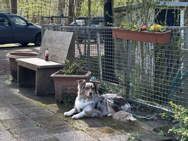 Ein Hund liegt entspannt neben einem Gartenbereich mit blühenden Pflanzen und einer Bank.