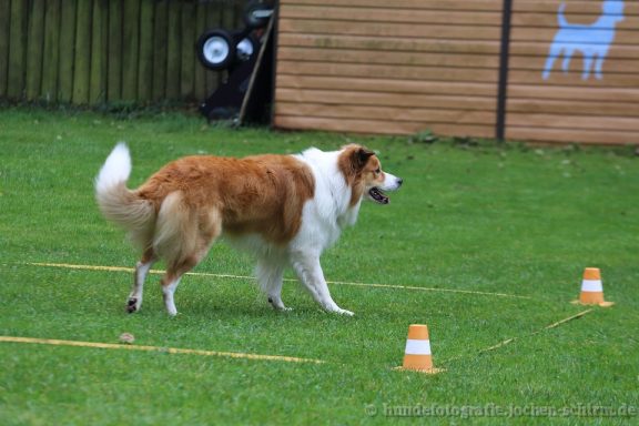 Ein großer, braun-weißer Hund steht in der Obedience Box.