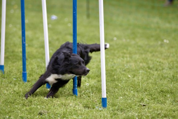 Schwarzer Hund läuft durch Agility-Stangen auf grauem Rasen.