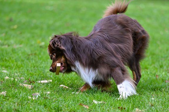 Ein brauner Hund mit weißen Abzeichen spielt im Gras.