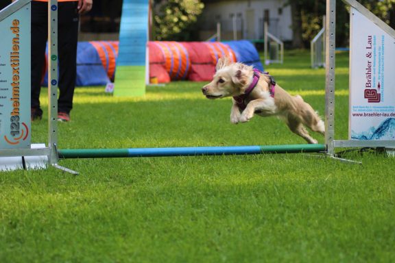 Ein Hund springt über ein Hindernis in einem Agility-Parcours.