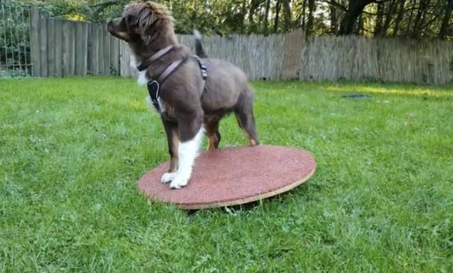 Ein Hund steht auf einer runden Plattform im Gras.