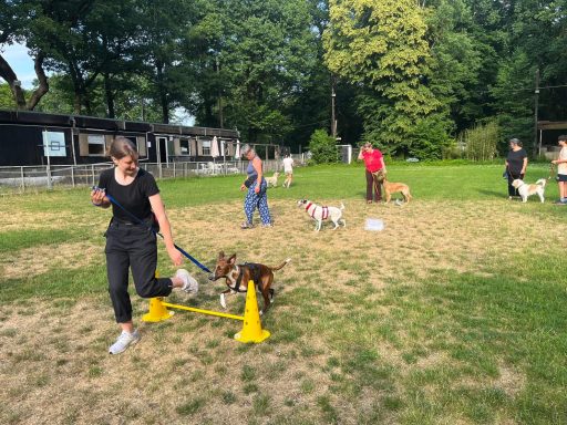 Hundeübungsplatz mit mehreren Hunden und Menschen beim Training.