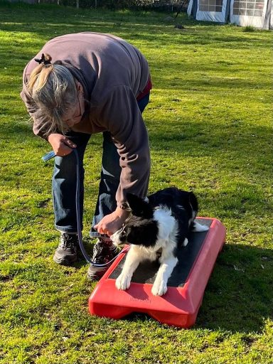 Frau streichelt einen Hund, der auf einer roten Matte im Grünen liegt.