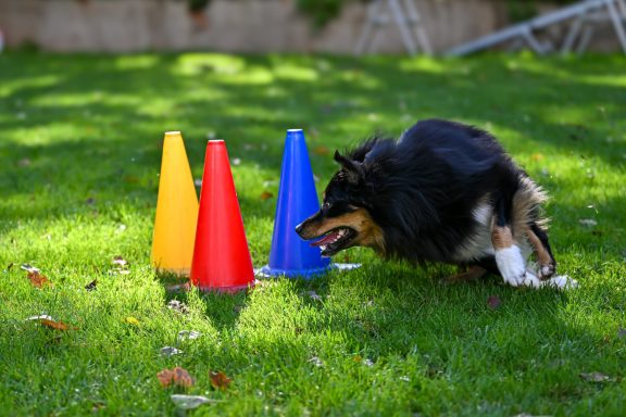 Ein Hund läuft spielerisch zwischen bunten Hütchen im Gras.