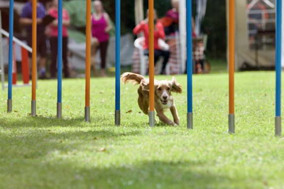 Ein Hund läuft durch einen Agility-Parcours mit Abstandhaltern.