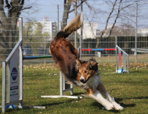 Ein Collie springt über ein Hindernis in einem Agility-Parcours im Freien.