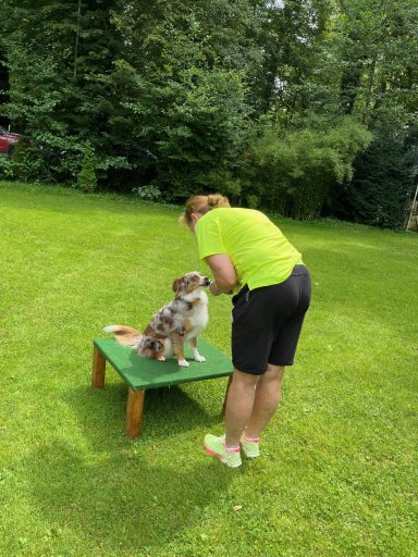 Eine Frau mit grünem Shirt trainiert einen Australian Shepherd auf einer kleinen Plattform.