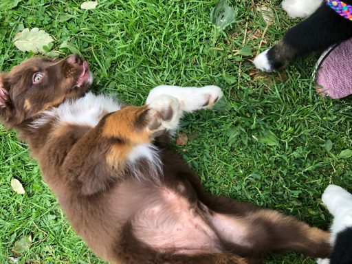 Brauner Welpe liegt auf dem Rücken im Gras und zeigt seinen Bauch.