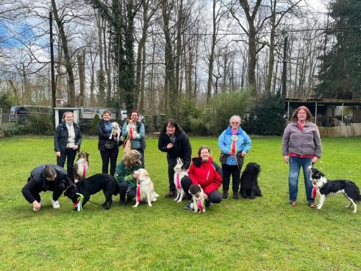 Gruppenschulung mit Hunden im Freien, Teilnehmer mit Leinen und bunten Bändern.