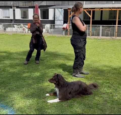 Zwei Personen stehen auf einer Wiese, während ein Hund vor ihnen liegt in der Distanzkontrolle.