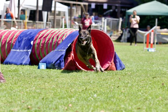 Ein Hund springt gerade aus einem Tunnel auf einem Agility-Parcours.