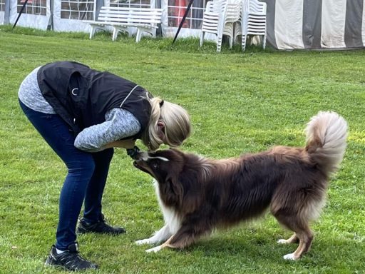 Eine Person interagiert spielerisch mit einem Hund auf einer Wiese.