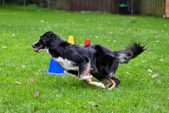 Ein Hund läuft schnell um bunte Pylonen auf einer grünen Wiese.