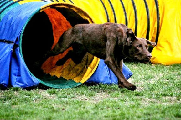 Ein brauner Hund springt aus einem bunten Tunnel auf einer Wiese.