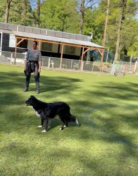 Border Collie beim Abrufen mit Steh