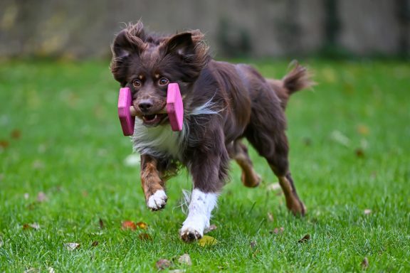 Brauner Hund läuft mit einem rosa Apportel im Maul über eine grüne Wiese.