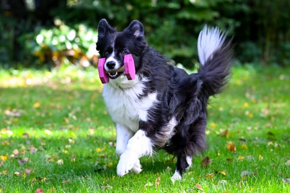 Schwarz-weißer Hund läuft glücklich mit einem pinken Apportel im Maul über eine Wiese.