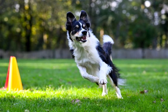 Schwarz-weißer Hund läuft fröhlich auf eine orange Kegel in einer grünen Wiese zu.