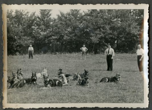 Eine Gruppe von Hunden liegt auf einer Wiese, während einige Menschen im Hintergrund stehen.