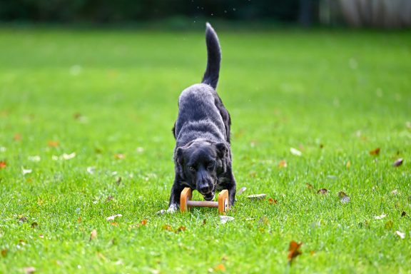 Ein schwarzer Hund spielt mit einem Spielzeug auf grünem Gras.