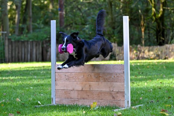 Schwarzer Hund springt über eine Hürde mit einem pinken Spielzeug im Mund.