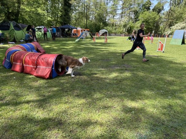 Hund rennt durch einen Tunnel