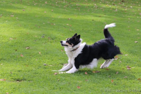 Ein schwarz-weißer Hund läuft fröhlich über eine grüne Wiese.