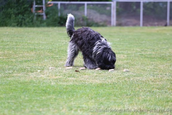 Ein Hund sucht Geruchshölzer auf einem grünen Rasenfeld.