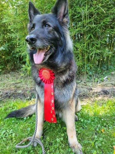 Schwarzer Schäferhund mit rotem Siegerband vor grünem Hintergrund sitzend.