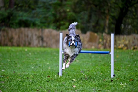 Ein Hund springt über ein Hindernis in einem grünen Garten.