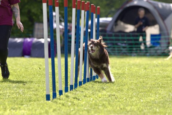 Hunde laufen durch Slalomstangen auf einem Freigelände bei einem Agility-Wettbewerb.