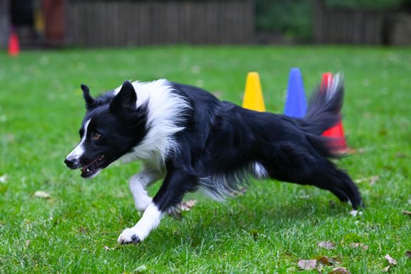 Ein Border Collie läuft um bunte Hütchen auf einer Wiese.