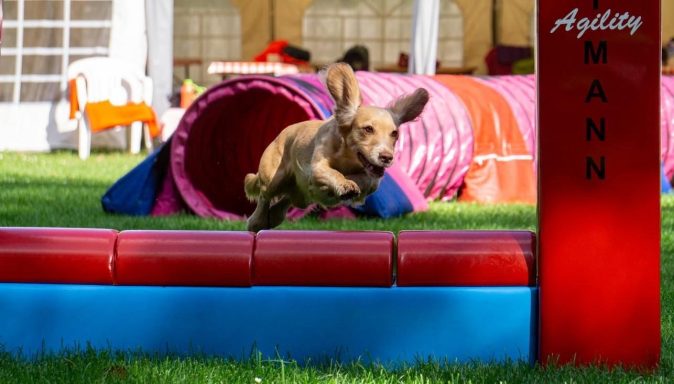 Brauner Hund springt über ein Hindernis in einem Agility-Parcours.