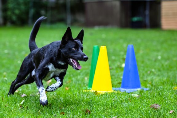 Schwarzer Hund läuft fröhlich zwischen bunten Conen auf einer grünen Wiese.