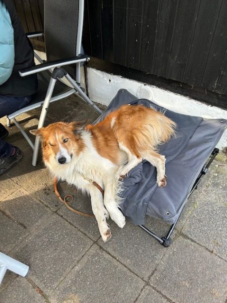 Ein braun-weißer Hund liegt entspannt auf einer grauen Liege.