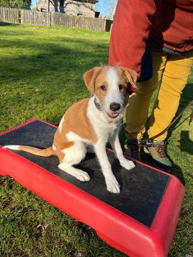 Ein kleiner Hund sitzt auf einer roten Trainingsplattform im Freien.