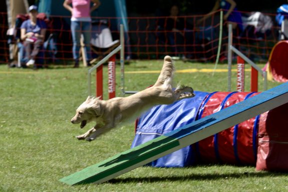 Ein Labrador springt energetisch über einen Hindernisparcours im Freien.