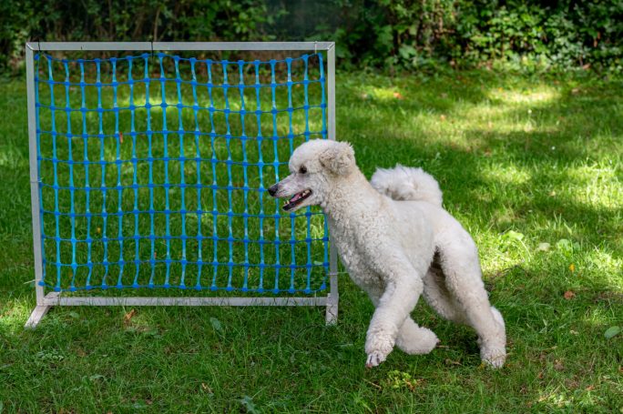 Ein Pudel läuft umrundet ein Gate