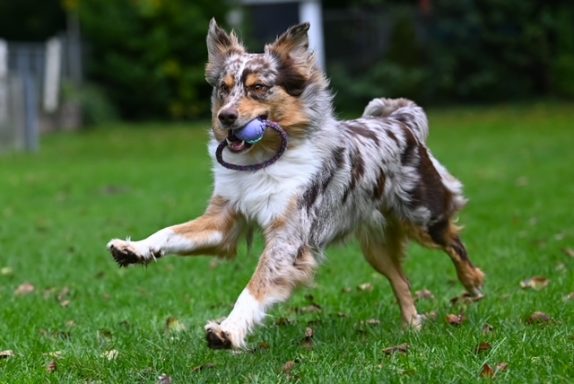 Ein laufender Hund mit einem Ball im Maul, spielt auf grünem Gras.