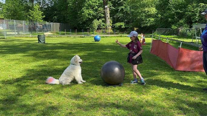 Ein Kind spielt mit einem Hund und einem großen Ball auf einer grünen Wiese.