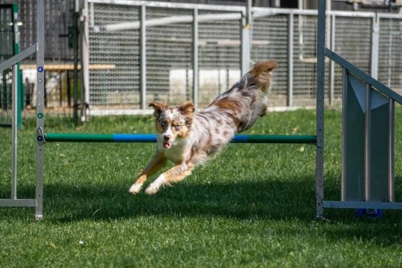 Ein Hund springt über ein Agility-Hindernis auf einer Wiese.