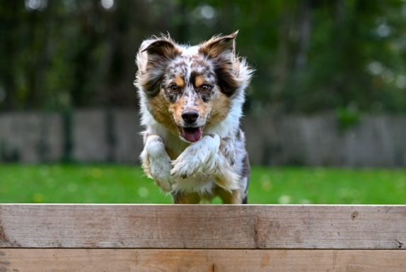 Ein Hund läuft über eine Holzplattform in einem grünen Garten.