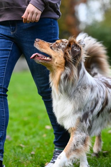 Person in Jeans steht neben einem neugierigen, braun-weißen Hund im Gras.